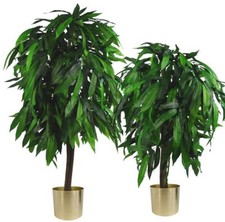 GROSSE Mangopflanzen Bäume