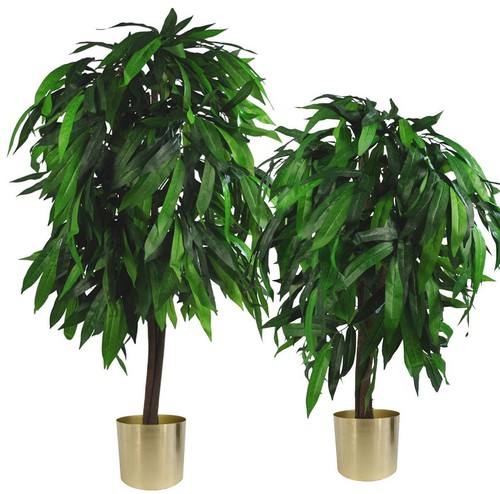 Large mango plants trees - large,