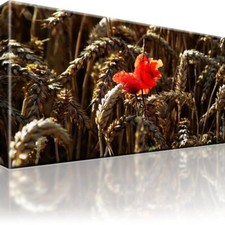 Mohnblume Weizen Bild Bilder Leinwand Keilrahmen Wandbild Kunstdruck