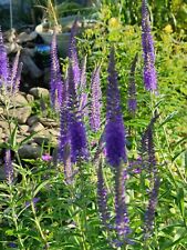 Ähriger Ehrenpreis –