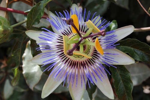 Passionsblume passiflora - passionsblume,
