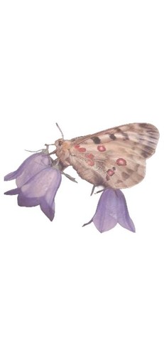 Grzimeks tierleben insekten - tierleben,