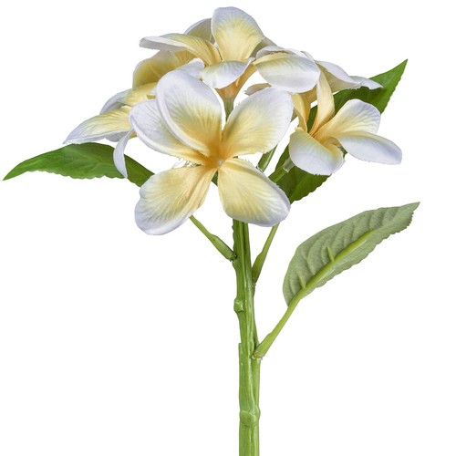 Gasper frangipani plumeria - -,