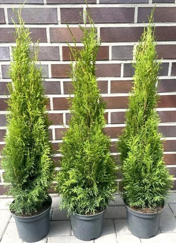 1st thuja smaragd 100cm - 1st.,