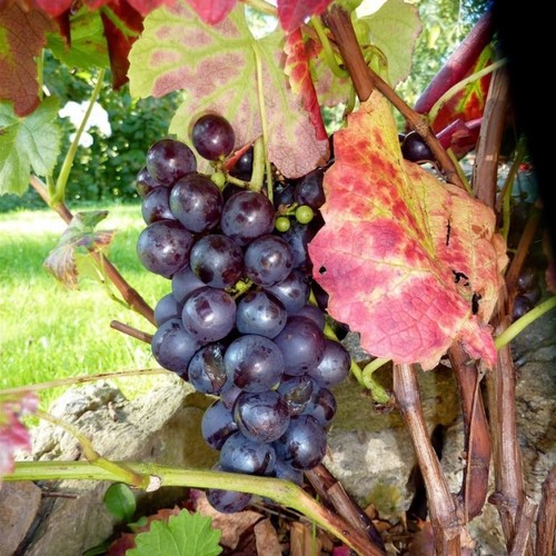 Festivee blauer wein pilzfeste - blauer,