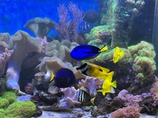 meerwasseraquarium komplett gebraucht