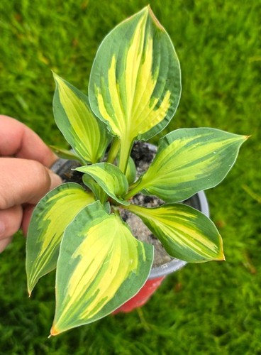 Verschiedene hosta funkie - verschiedene,