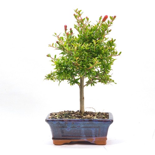Bonsai granatapfel punica - bonsai,