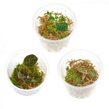 3 verschiedene Juwelorchideen