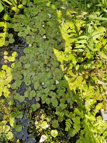 Froschbiss teichpflanze - froschbiss,