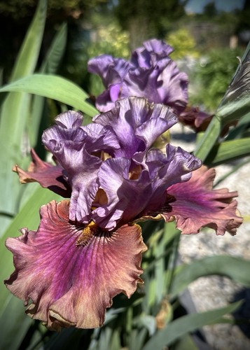 Schwertlilie iris nelly - /iris, „nelly
