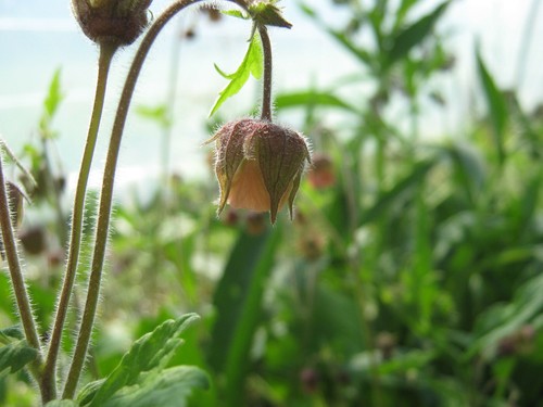 Bachnelkenwurz geum rivale - bachnelkenwurz,