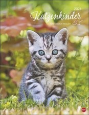 Katzenkinder Posterkalender