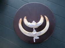 2 x Hauerwaffen Wildschwein Keiler siehe Fotos