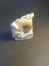 Ammonit Glochiceras sp. Malm