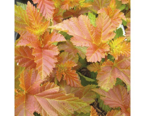 Blasenspiere floraself - blasenspiere,