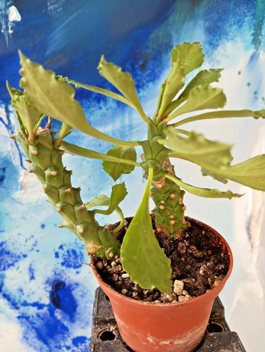 Euphorbia guentheri rar - euphorbia, guentheri,