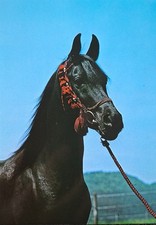 Pferdepostkarte Marbacher