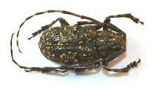 COLEOPTERA, CERAMBYCIDAE