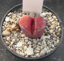 Lithops karasmontana