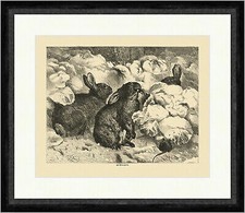 Im Wintergarten Holzstich Hasen Tiere Kohlköpfe Schädlinge Maus Faksimile_E 0061