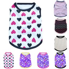 Chihuahua Welpe Sommermantel