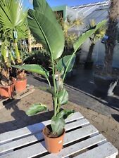 Strelitzia nicolai 140–180cm Riesen-Strelitzie 2 Pflanzen Zimmerpflanze tropisch