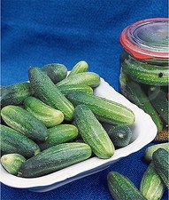 Einlegegurke Tellus F1 rein