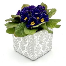 Blumentopf Übertopf