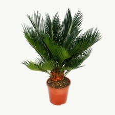 Exotenherz - Cycas revoluta - Japanischer Palmfarn mit Knolle - 12cm Topf