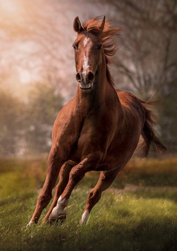 Puzzle 1500 teile pferd neu - 1500, "pferd"