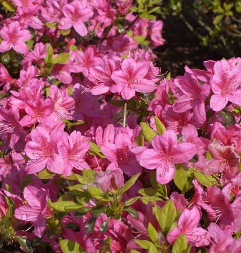 Japanische azalee rosalind - azalee,