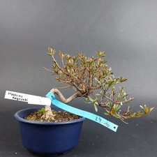 Bonsai jap satsuki azalee - -,