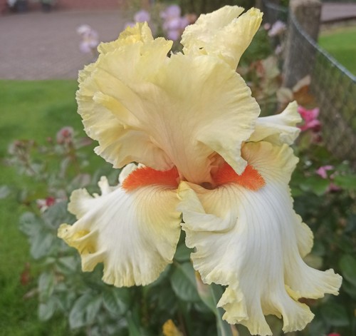 Schwertlilie iris citrus - /,