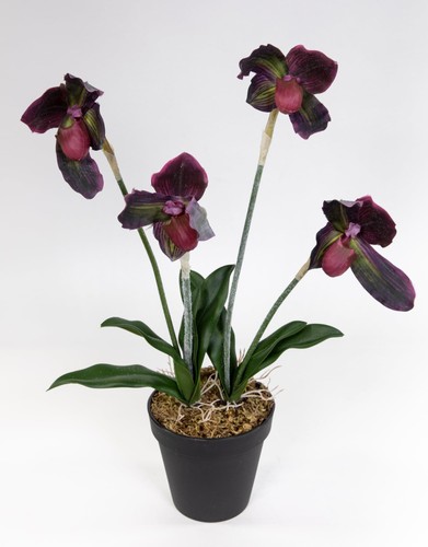 Orchidee frauenschuh 42cm - frauenschuh, ft