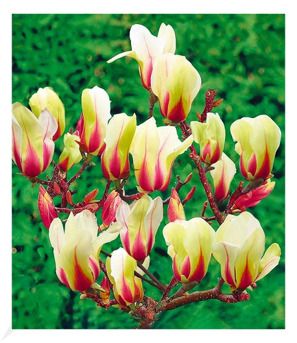 Magnolie sunrise 1 pflanze - magnolie,
