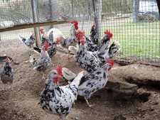 10 Bruteier reinrassiger  Leghorn Exchequer aus Hobbyzucht abzugeben.