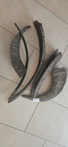 Konvolut wasserbüffelhorn - konvolut,
