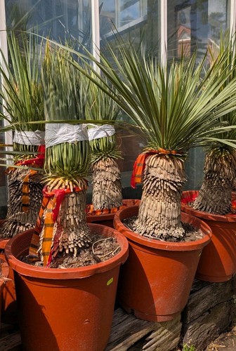 Yucca rostrata 20cm - rostrata,