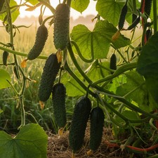 Kurazh F1 Gurkensamen Seeds