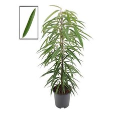 Schmalblättrige Birkenfeige