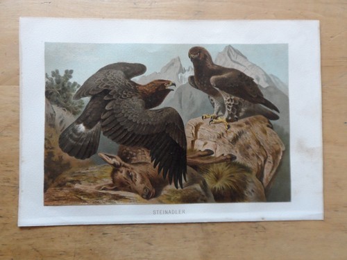 Orig chromolithographie - orig.(1892),