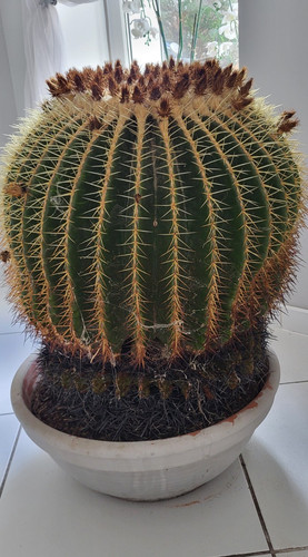 Echinocactus