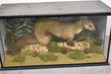 Vintage Taxidermie