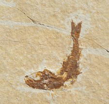 Leptolepides sprattiformis -