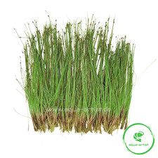 50x Eleocharis vivipara – Regenschirmpflanze Aquariumpflanze Süßwasser