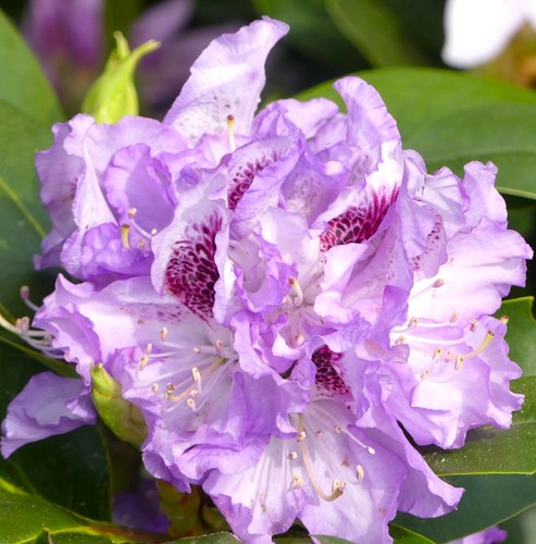 Rhododendron hybride blue - rhododendron,