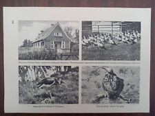 Rossitten, Rybatschi, Vogelwarte, Schwarzstorch, Seetaucher, Abbildung, 1936