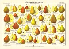 Pomologie/Obstbau - Grasers Tafel Birnensorten - Original
