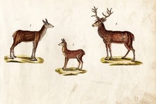 Reh Hirsch deer Jagd hunting